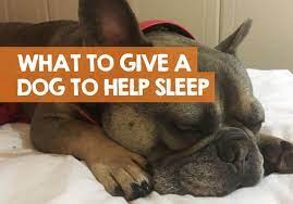 You could keep your dog calm. What Can I Give My Dog To Make Him Sleep All Night Online