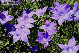 Image result for Wahlenbergia pulchella