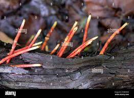 Image result for Mutinus elegans