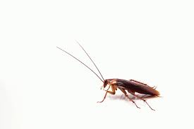 American pest control provides professional insect pest control services in las vegas, nv. German Cockroach Infestation Facts Burns Pest Elimination