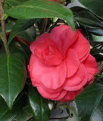 Camellia Japonica Glen 40 Camellia Flowers Japonica