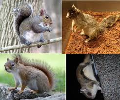 Wildlife resources commission biologist christine kelly studies the carolina northern flying squirrel. 20 Wildlife Nc State Extension Publications