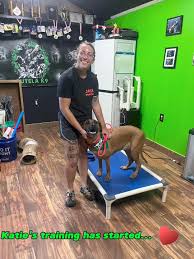 ADOPTABLE KATIE'S TRAINING IS GOING GREAT SO FAR🤗💗🐾, Thank you to all  who donated towards helping Katie after she lived outside for 8 years. Her  trainer Amanda loves working with her. Katie is doing ...
