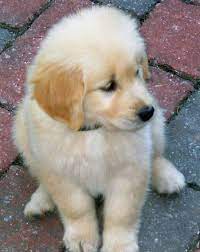 Cute Golden Retriever Puppies Cute Puppies Pictures Puppy Photos Cute Golden Retriever Puppies Cute Puppy Pictures Cute Puppies Images Golden Retriever