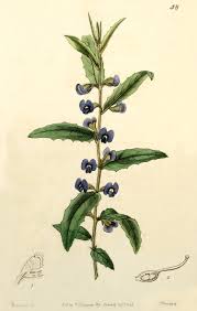 Image result for Kotschya stolonifera