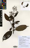 Image result for Gaertnera paniculata