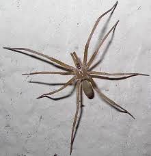 Just like the brown recluse spiders, they love to stay indoors and hang out in disorganized webs. The Southern Uf Ifas Marion County Master Gardeners Facebook