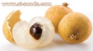 3 50 Graines De Dimocarpus Longan Oeil De Dragon 2 Graines Par Sachet Dimocarpus Longan Est Une Espece D A Fruits Exotiques Fruits Sains Graines De Fruits