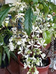 Image result for Clerodendrum abilioi