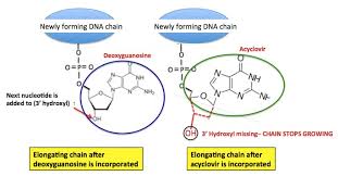 How long does it take for valacyclovir to start working? The Elegance Of Virology How Acyclovir Slows Down Herpes American Council On Science And Health