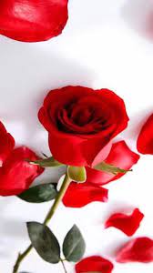 Only For You My Love Beautiful Roses Beautiful Flowers Red Roses