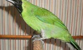 Mengenal Jenis Burung Cucak Ijo Beserta Harganya Pleci Id
