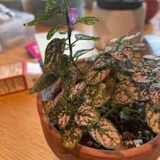 Image result for Hypoestes sp. aff. aristata B