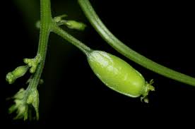 Image result for Cyclantheropsis parviflora