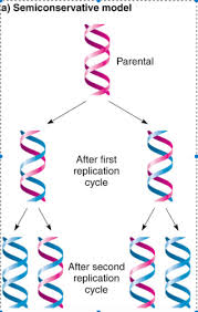 All you need to do is fill out the fields for the person's name, address, and birth certificate. The Mechanism Of Dna Replication Is Quizlet