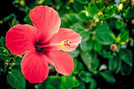 See parts hibiscus flower stock video clips. Free Stock Photo Of Red Hibiscus Flower Download Free Images And Free Illustrations