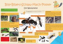 Billy Bibers Schlau Mach Poster Die Ameise Unterrichtsmaterial In Den Fachern Biologie Sachunterricht Ameisen Waldameisen Sachkunde