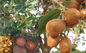 Image result for Parinari