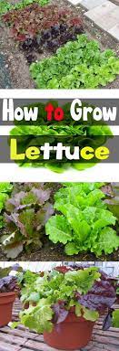 How To Grow Lettuce Indoor Vegetable Gardening Growing Lettuce Organic Vegetable Garden