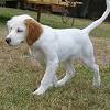 Parents have been excellent family dogs and hunters. Https Encrypted Tbn0 Gstatic Com Images Q Tbn And9gcrnbayokynsepae1afm70awf80mv5jkd3eqvds9hy6szvrrhrar Usqp Cau