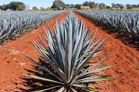 Tequila is a distilled spirit made from the cooked and fermented juice of the blue agave, a spiky mexican plant which resembles a cactus. How Is Tequila Made Wine And Spirit International
