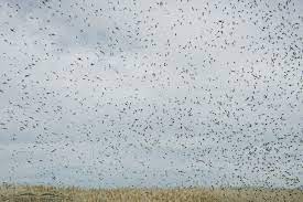 No need to register, buy now! Midge Swarms Messy Annoying But An Important Food Source For Many Birds On The Wing Photography