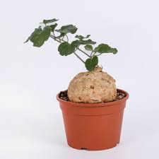 Image result for Pyrenacantha