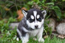 #instahusky #instapuppy #puppiesofinstagram #puppylove #puppy miniature siberian huskies! Little Black And White Husky Puppy Sitting On The Grass Wallpapers And Images Wallpapers Pictures Photos