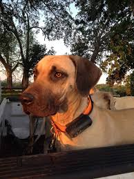 Photo Album — Black Mouth Cur Cowdogs