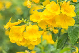Actually i found two kinds of vines growing there but i cut the other one down before i took the pics.will have to get back to you on that one! Yellow Flowers Tecoma Stans Yellow Bell Trumpet Vine Blooming In A Garden In Soft Blurred Style On Green Leaves Blur Background In Thailand Macro Stock Photo Picture And Royalty Free Image Image