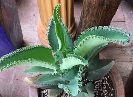 If you live in a dry area where soil loses moisture fast, then you'll want to water once every 2 days. Mother Of Thousands Plant Care And Growing Tips Mexican Hat Plant