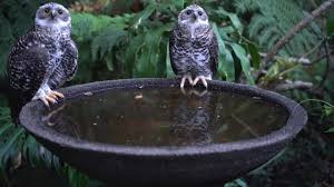 Begin with a bubbly bath, then change his diaper and finish with a funny dress up session! Powerful Owl Takes A Bath See The Video Australian Geographic