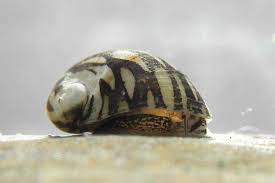 As a result, it will be easier for the fish, shrimp or snail to eat them. Theodoxus Snails Detailed Guide Care Diet And Breeding Shrimp And Snail Breeder