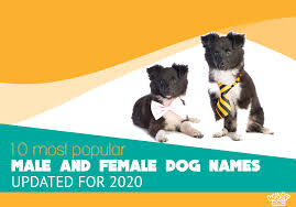 Love the collection top 100 unique female dog. Top 10 Most Popular Dog Name Predictions In 2020 Woof Dog