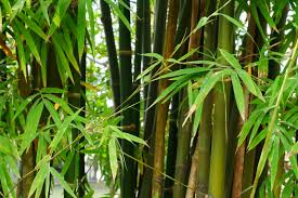 This can be difficult with very large plants, or on heavy soil. The Best Weed Killer For Bamboo