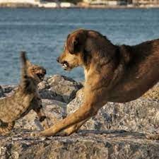 Contoh ayat aina dan iman bagai anjing dengan kucing kerana sering begaduh apabila berjumpa. Pepatah Bagai Anjing Dengan Kucing Itu Berasas Ini Buktinya