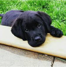 Labrador Retriever Facts Lab Puppies Labrador Retriever Black Lab Puppies