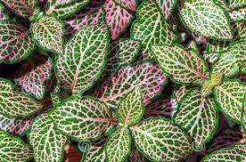 Le piante di cordyline sono spesso confuse con il genere dracaena. 9 Piante D Appartamento Belle E Colorate Guida Giardino