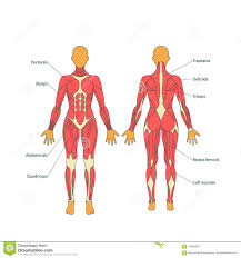The muscular system consists of various types of muscle that each play a crucial role in the function of the body. Illustration Of Human Muscles The Female Body Gym Training Front And Rear View Muscle Man Anatomy Illustration 70569376 Megapixl