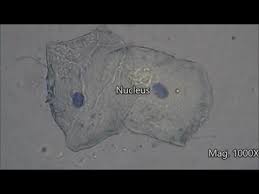 We did not find results for: Cheek Cells Under The Microscope Youtube Animal Cell Things Under A Microscope Biology Classroom