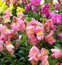 How To Grow Snapdragons Snapdragon Flowers Flowers Perennials Annual Flowers