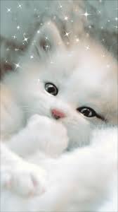 Gifs Hermosos Cosas Lindas Encontrdas En La Web Foto Kucing Lucu Kucing Lucu Wallpaper Kucing