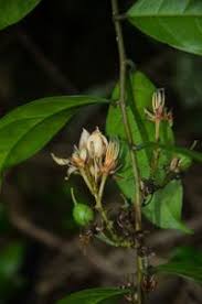 Image result for Pentadiplandra brazzeana