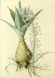 Image result for Schizocarphus