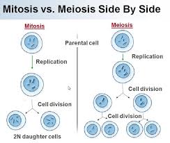 Mitosis And Meiosis Comparison Science Cells Mitosis