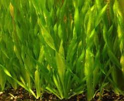 Image result for Vallisneria spiralis