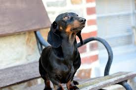 Click here to view dachshund dogs in colorado for adoption. The Full List Of Dachshund Rescues 2021 Usa Europe