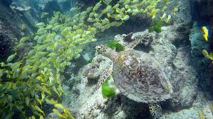 A trópusi szigetvilág kedvelt turistaparadicsom. A Seychelle Szigetek Kotelezo Latnivaloi 1 Resz Top10 Seychelles Tippekkel