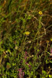 Image result for Anisopappus paucidentatus