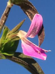 Image result for Dicliptera transvaalensis